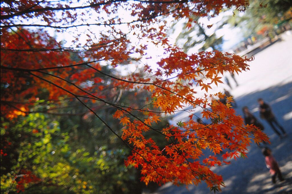 フィルムカメラで撮った、霧島神宮の紅葉。
