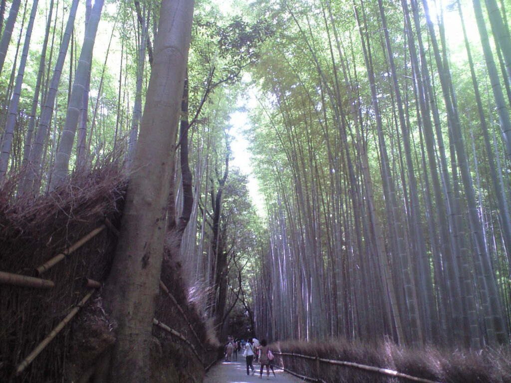 嵯峨野地区にて。竹林は有名である。