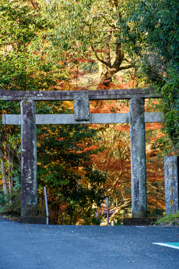 紫尾神社の鳥居。紅葉の見頃を迎えた。
