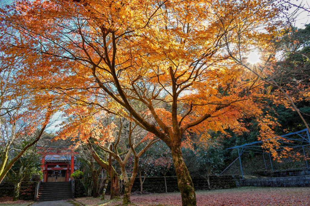 茶寿階段の入り口である大野嶽神社でみられた紅葉。