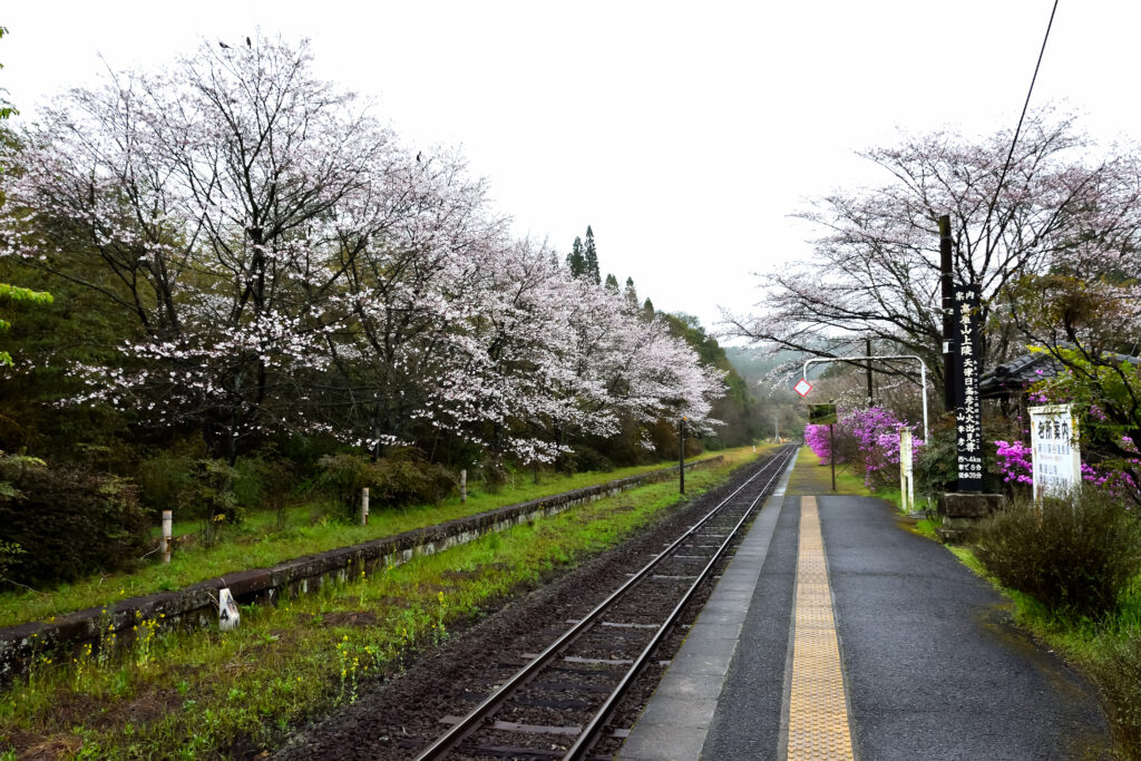 嘉例川駅と桜。
隼人駅方面を眺める