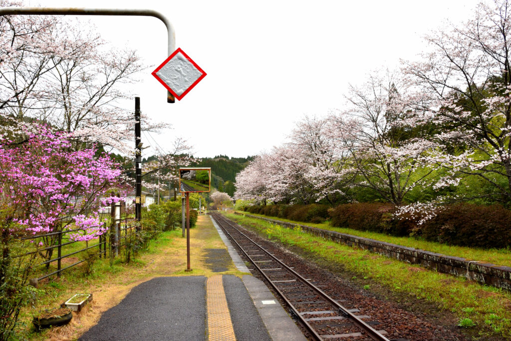嘉例川駅と桜
こちらは霧島温泉、吉松駅方面を見たもの