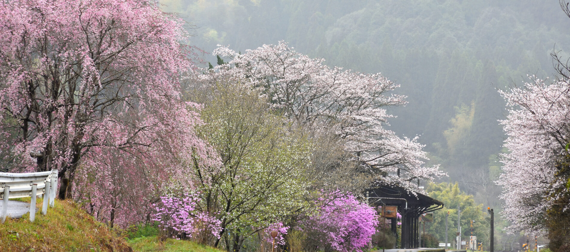 嘉例川駅と桜