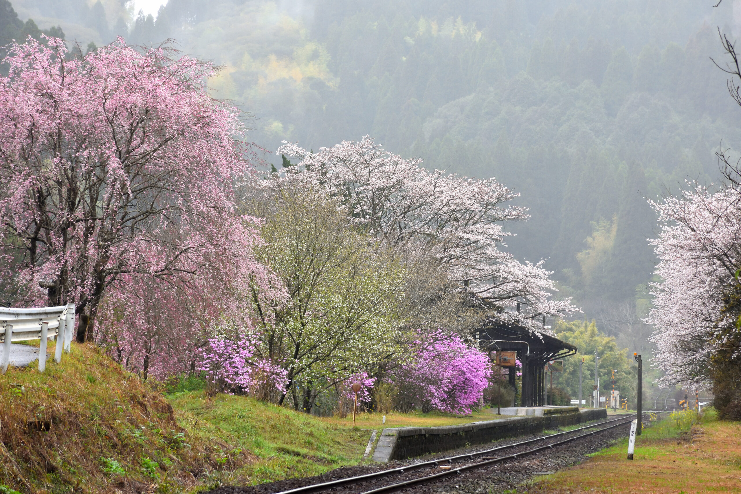 嘉例川駅と桜