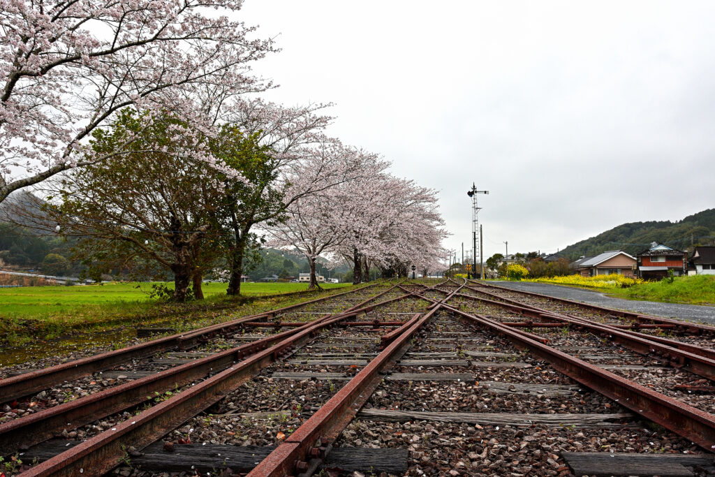 薩摩永野駅と桜1。シーサースクロッシングと桜。