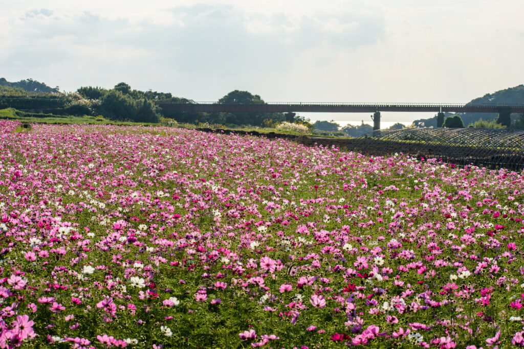集川橋梁とコスモス畑