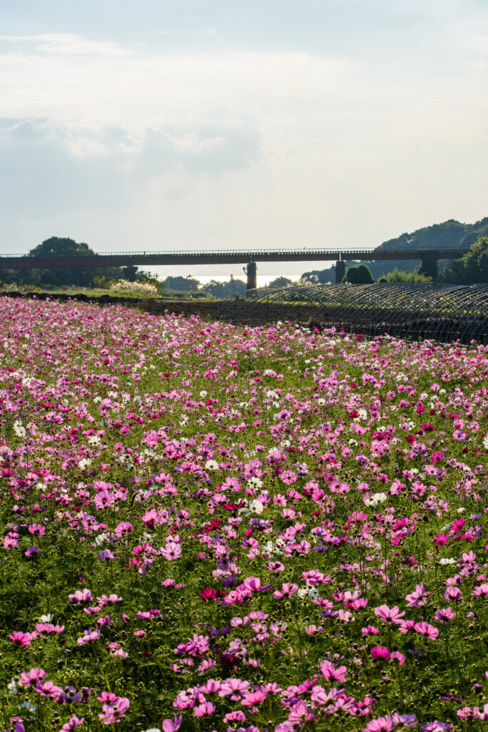 集川橋梁とコスモス畑