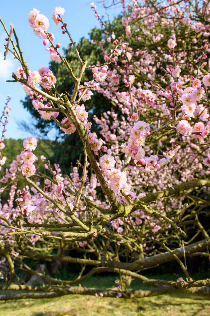 藤川天神の梅の花。2月下旬から3月初旬に向けて見頃を迎えます。