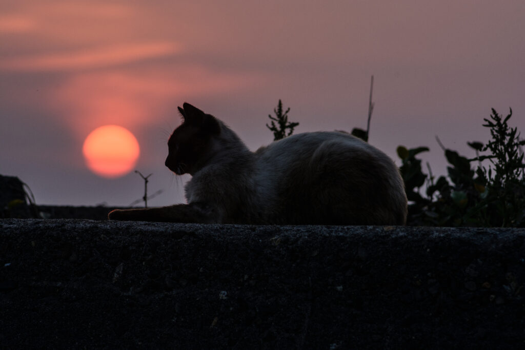 夕焼けとネコ。