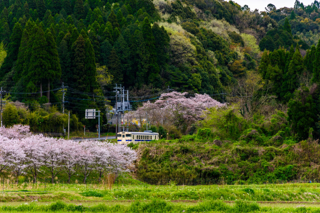 最後に大きな山桜が。