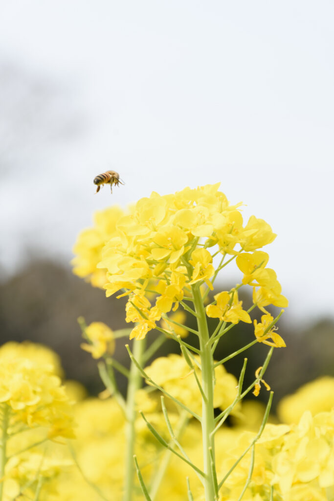 ミツバチが蜜を求めて菜の花に寄ってきます。