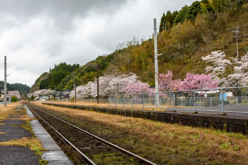 大隅横川駅のホームと桜並木。