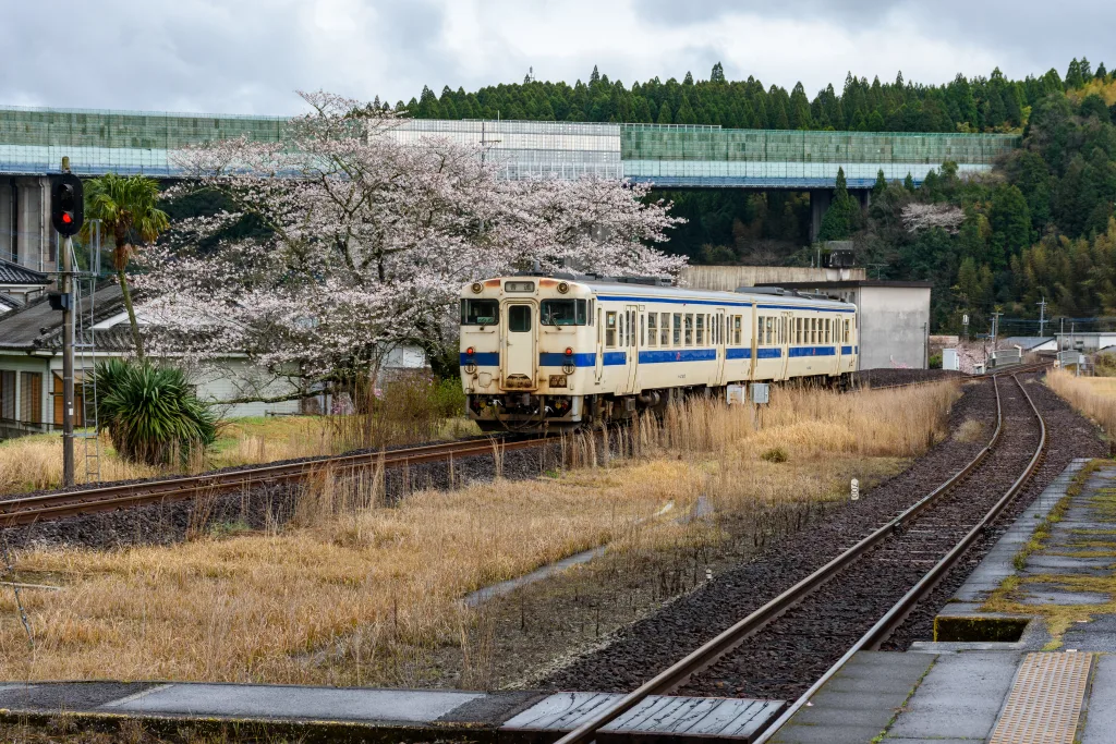 桜に見送られ、隼人駅へ向かいます。