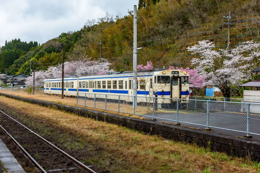 もう一枚、桜並木と列車。